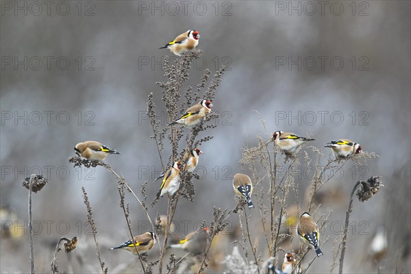 Flock of European goldfinches