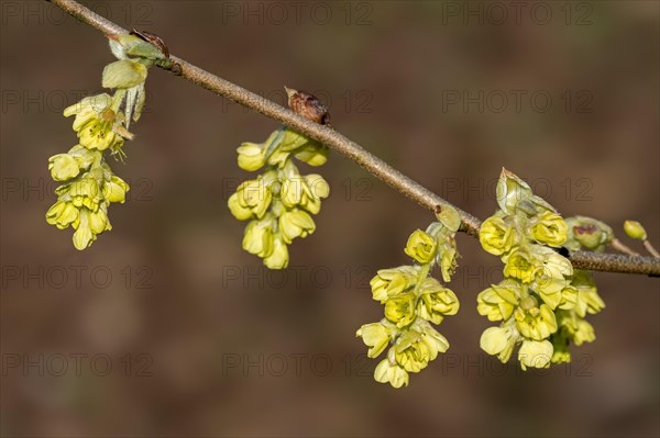 Close-up of twig with yellow flowers of blossoming