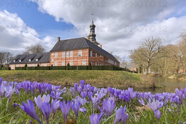 Schloss vor Husum castle and blooming purple crocuses