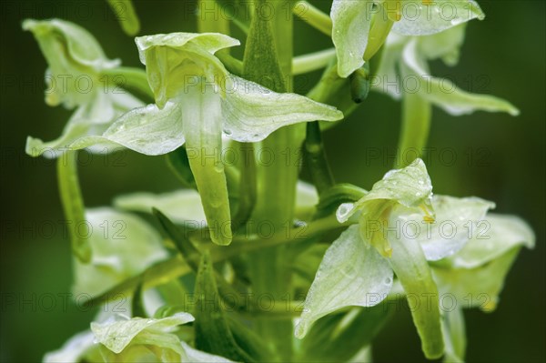 Greater butterfly-orchid