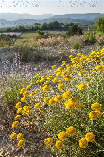 Golden marguerite