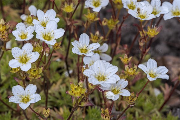 Mossy saxifrage