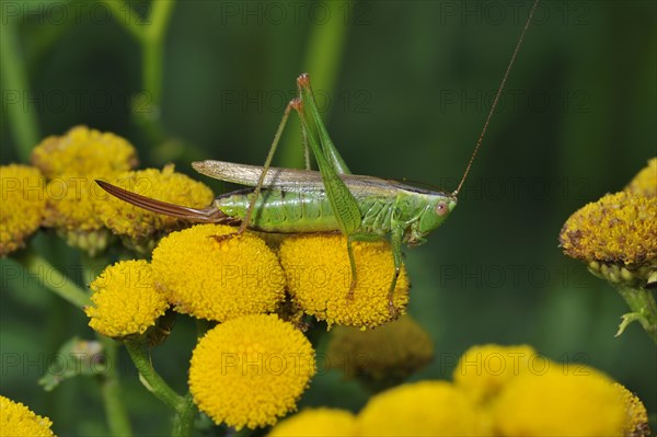Long-winged conehead
