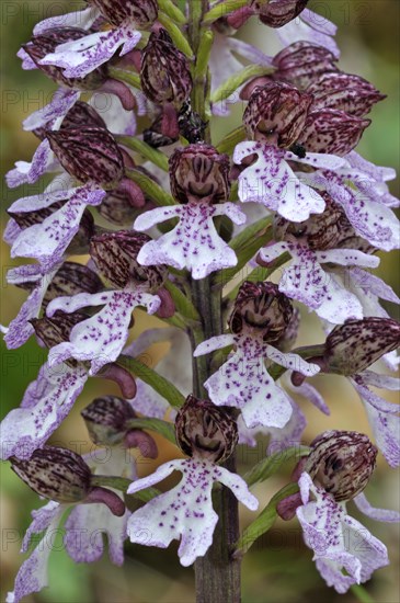 Lady orchid