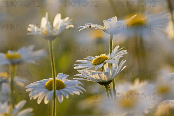 Oxeye daisy