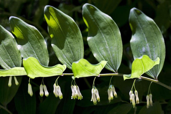 Solomon's seal