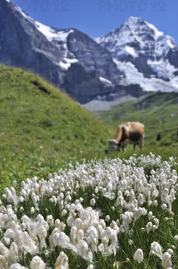 Common cottongrass