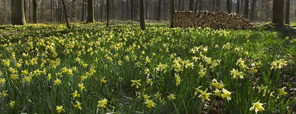 Wild daffodils