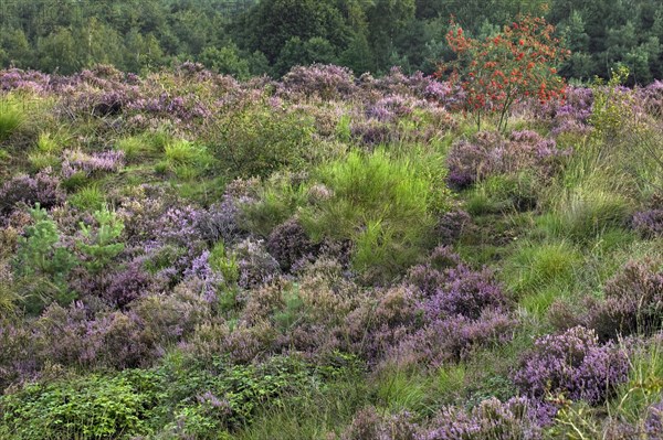 Heather flowering in heathland and rowan at the Hoge Kempen National Park