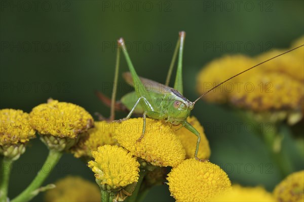 Long-winged conehead