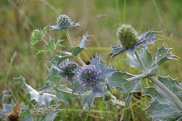 Sea holly