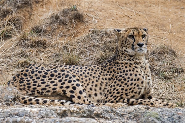 Cheetah