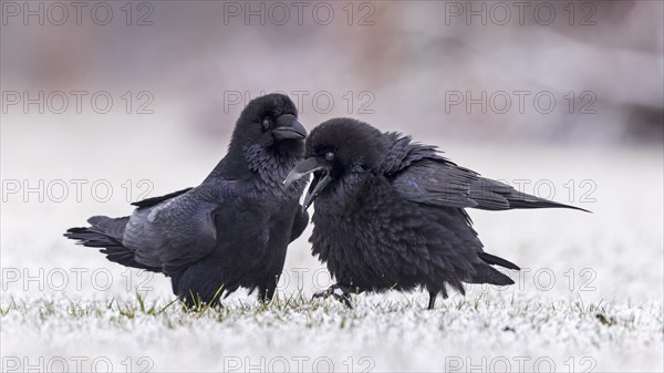 Common raven