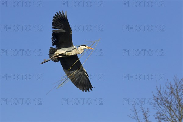 Grey heron