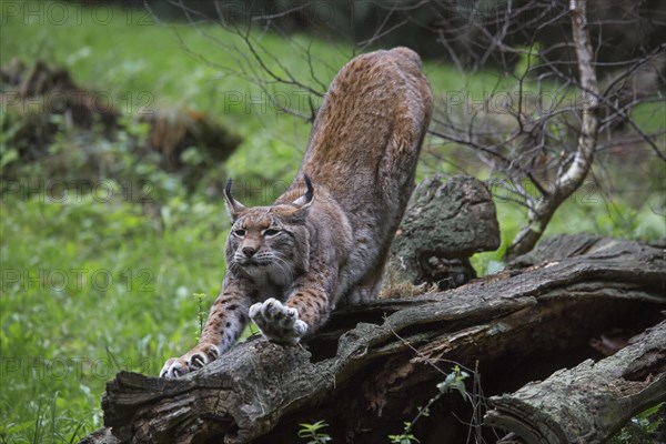 Eurasian lynx