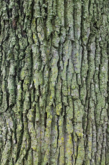 Bark of English oak