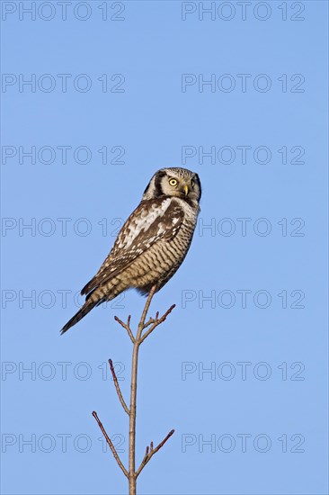 Northern hawk-owl