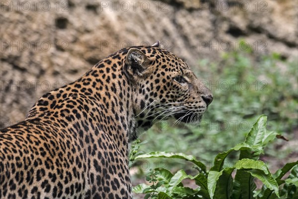 Javan leopard