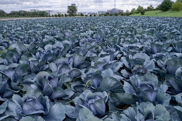 Filder-Rotkohl. Red Cabbage on the field in a suburbian of Stuttgart Baden-Wuerttemberg