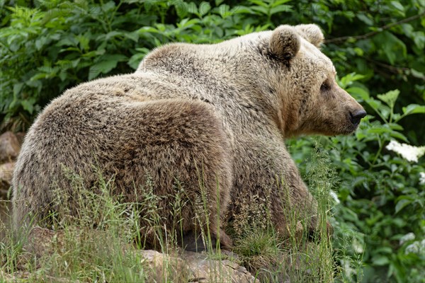 Brown bear in the bear sanctuary of Keterevo