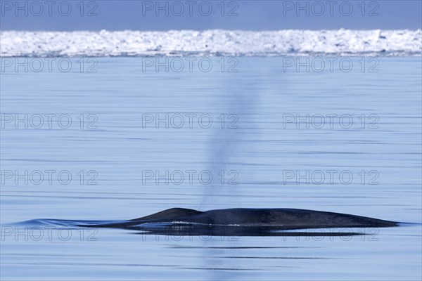 Blow through blowhole of blue whale