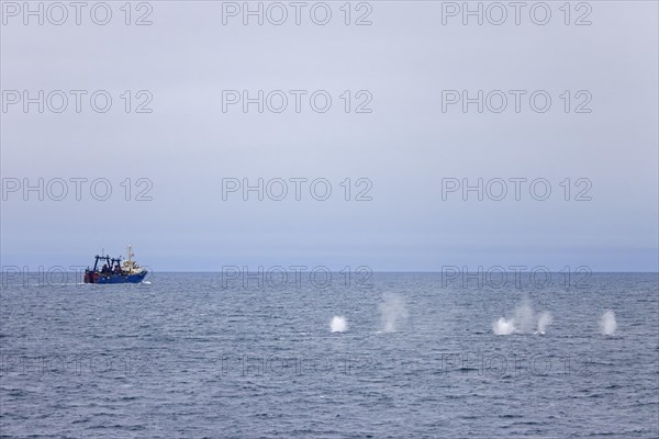 Fin whales