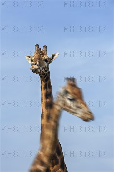 Male and female giraffes