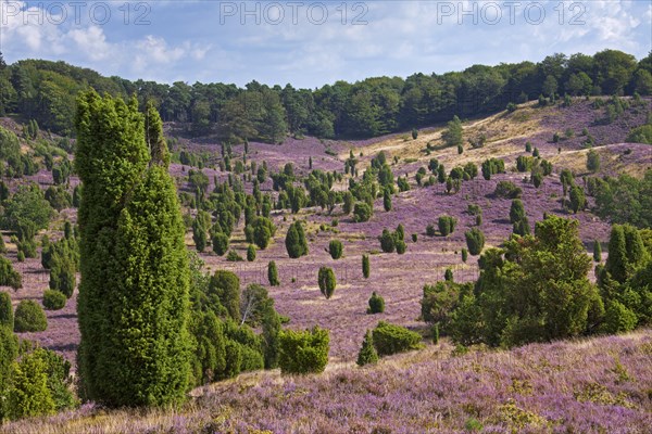 Lueneburg Heath