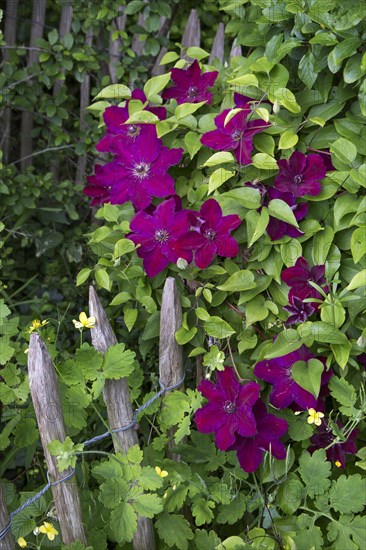 Clematis in flower in garden