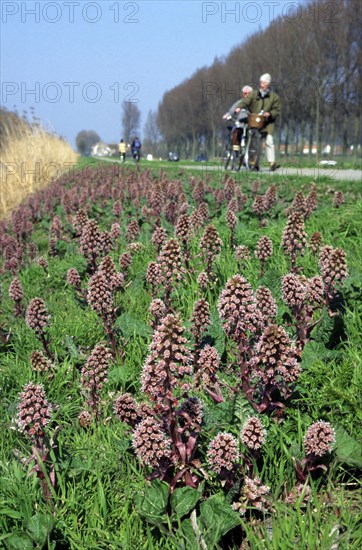 Common butterbur