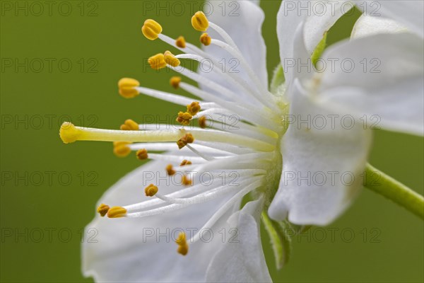 Stamen and pistil of white flower of blossoming plum tree
