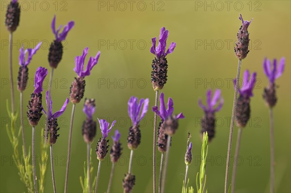 French lavender