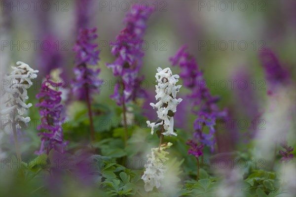 Bulbous Corydalis