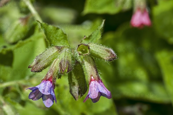 Common lungwort