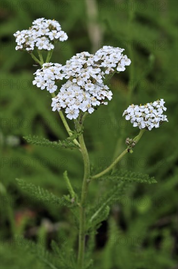 Common yarrow