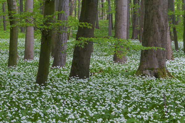 Wood garlic