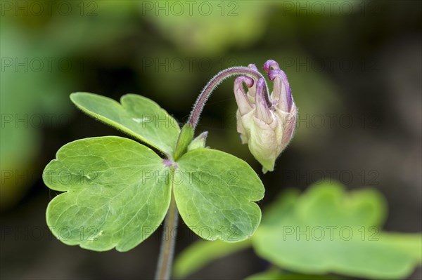 European columbine