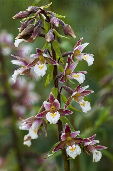 Marsh helleborine