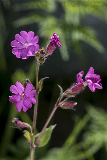 Red campion