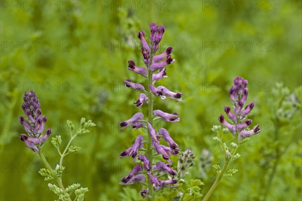 Common fumitory