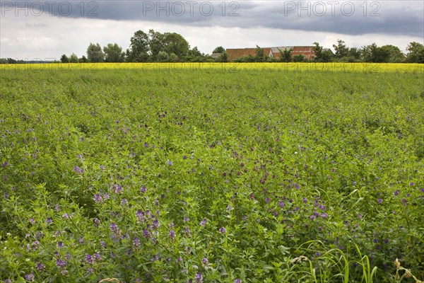 Field with alfalfa