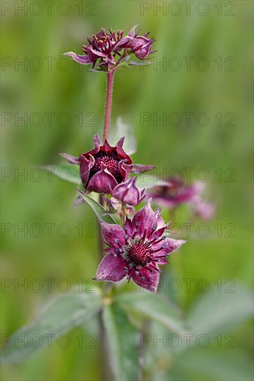 Purple Marshlocks