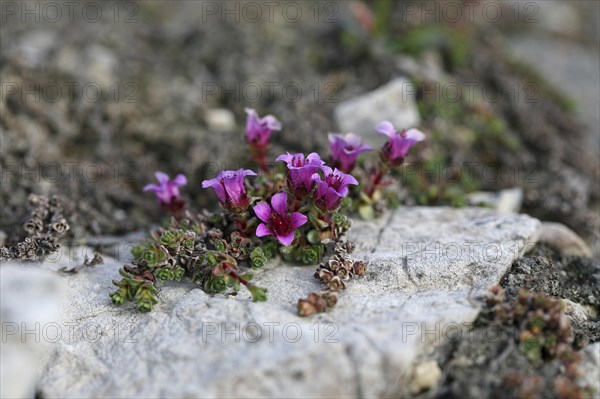 Purple mountain saxifrage