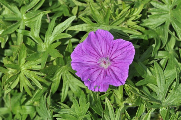 Bloody cranesbill