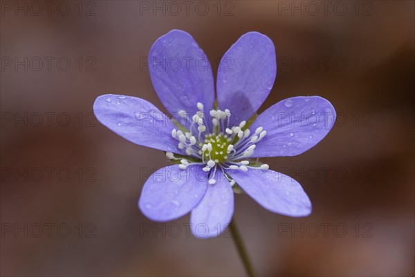 Common Hepatica