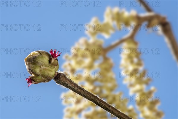 Common hazel