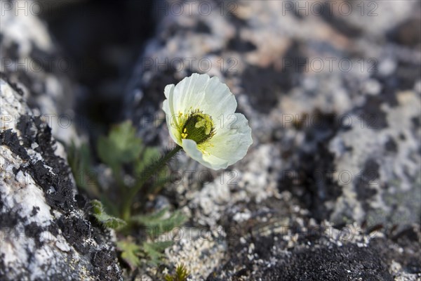 Svalbard poppy