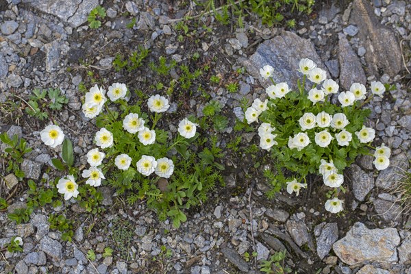 Alpine crowfoot