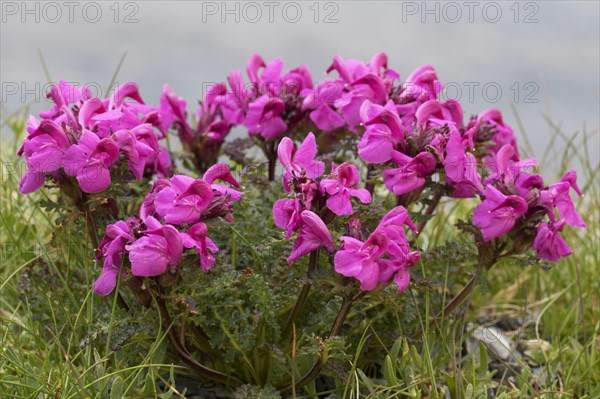 Long-nosed lousewort