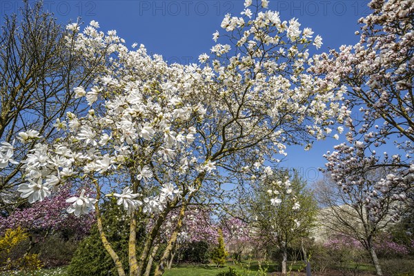 Flowering Magnolia stellata Two Stones